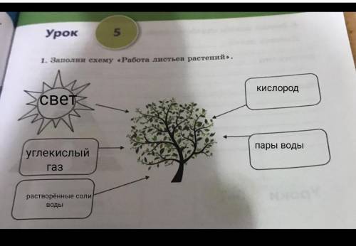 Урок 5 1. Заполни схему «Работа листьев растений.