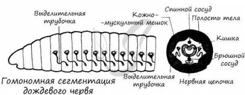 Сегментированность туловища дождевого червя (полный ответ ) ЗАРАНЕЕ