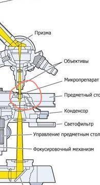 Де розташовуэться мiкропрепарат в мiкроскопi