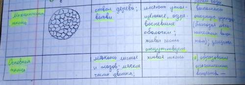 Прям заполнить таблицу:Растительные тканиНазвание ткани:1.Образоваткльная ткань2.Проводная ткань3.Ос