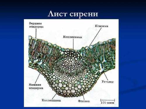 биология 7 класс