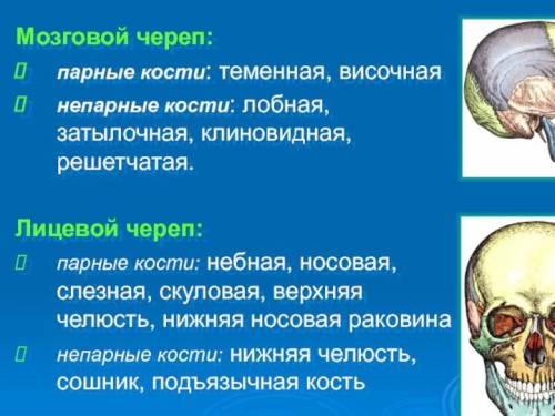 2. Установите соответствие между костью черепа и его частью. КОСТИ ЧЕРЕПА 1) лобная 2) затылочная 3)