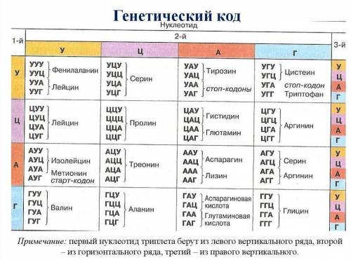 Найди, какими триплетами в молекуле ДНК кодируется аминокислота изолейцин: 1. ЦГА ЦГГ ЦГТ ЦГЦ2 ГТА Г