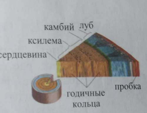 Изучите строение свежеспиленного полена с поперечным срезом ?