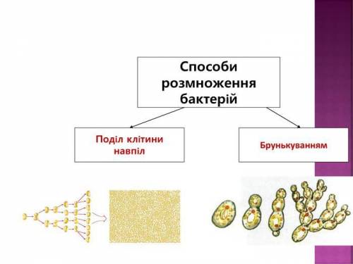 Як розмноження бактерій