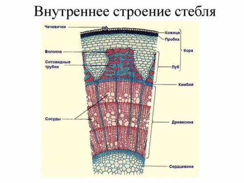 Подпишите внутренние строения стебля