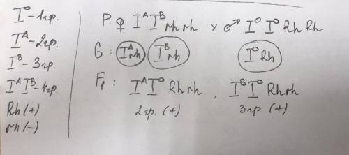 гомозиготний резус-позитивний чоловік 1 групи крові одружився з резус-негативною жінкою 4 групи кров