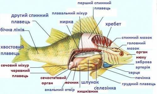 Внутриності риби до іть