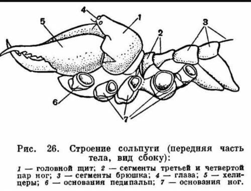 Как построено тело сольпуги