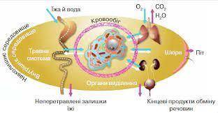 Завдання 2. Складіть схему обміну жирів, використовуючи схему «Основні етапи обміну речовин у людини