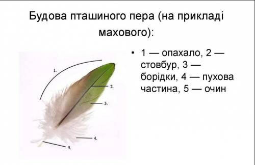 Яка будова пір'я птахів даю 40 ьалов