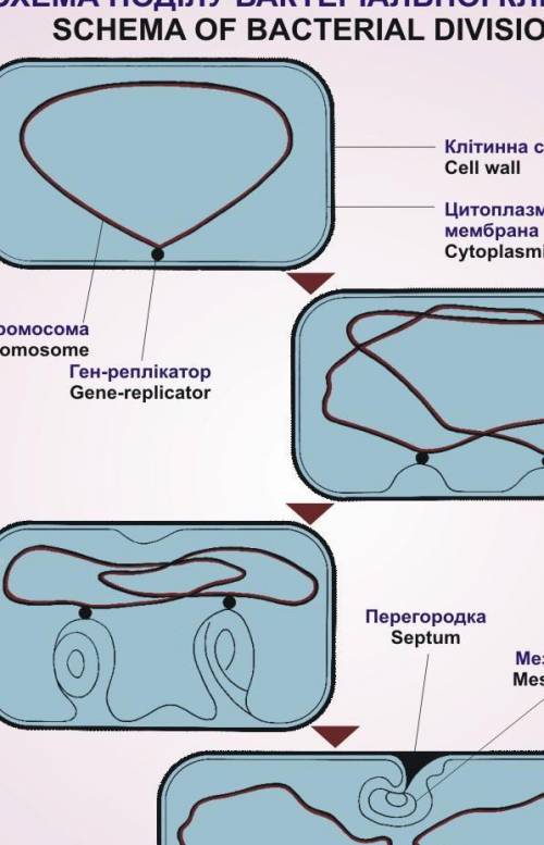 Описати етапи поділу бактеріальної клітин