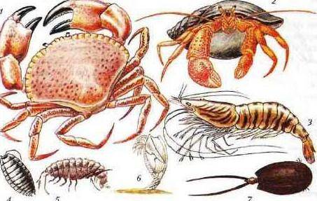 Почему ракообразные достигают больших размеров? ответ рисунком(или хотя бы объясните что как рисоват