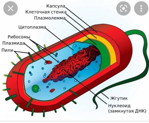 Рассмотрите рисунок запишите названия основных частей бактериальной клетки