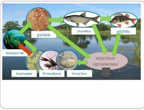 Круговорот веществ в пресном сообществе