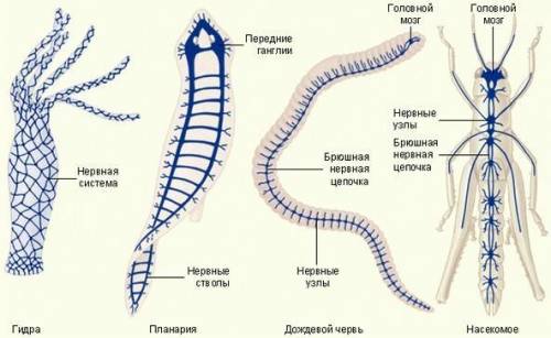 Эволюция нерной системы