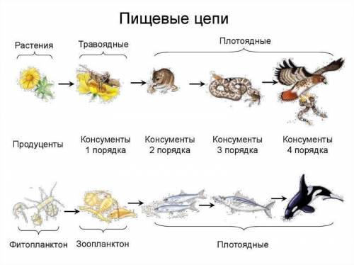 Составь цепи питания