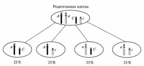 У чому полягає біологічне значення мейозу?