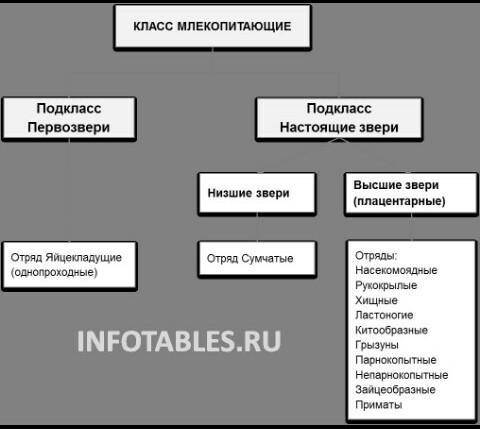 Краткий пересказ биология параграф млекопитающие