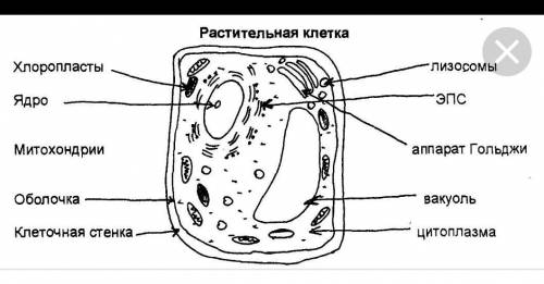 В тетради сделай рисунок «Строение растительной клетки», подпиши основные части клетки (ядро, цитопл