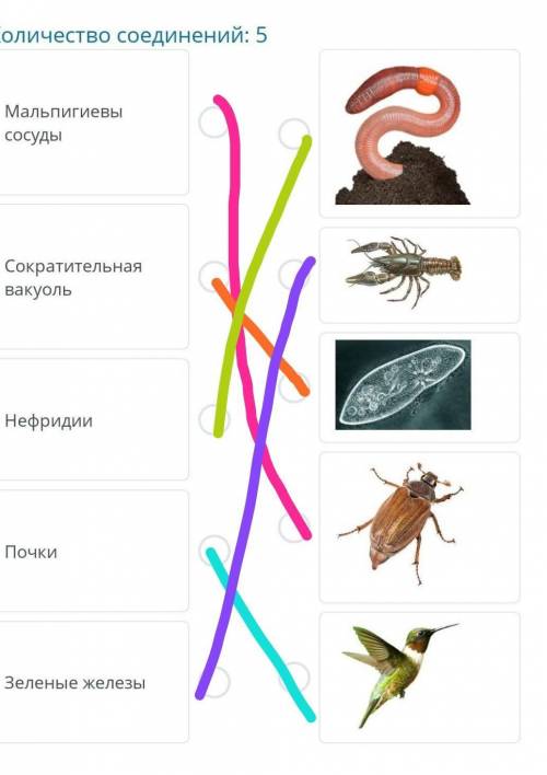 Укажите соответствия: Количество соединений: 1.Мальпигиены сосуды 2.сократительная вакуоль3. Нефриди