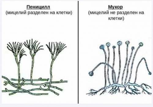 Сделать выбор лабораторная работа особенности строения мукора и дрожжей