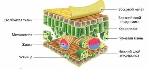 чем обозначен на рисунке верхний слой эпидермы (какой буквой)