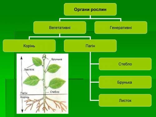 РЕБЯТА СДЕЛАТЬ СОР ПО ЕСТЕСТВОЗНАНИЮ СОРИ БОЛЬШЕ НЕТУ