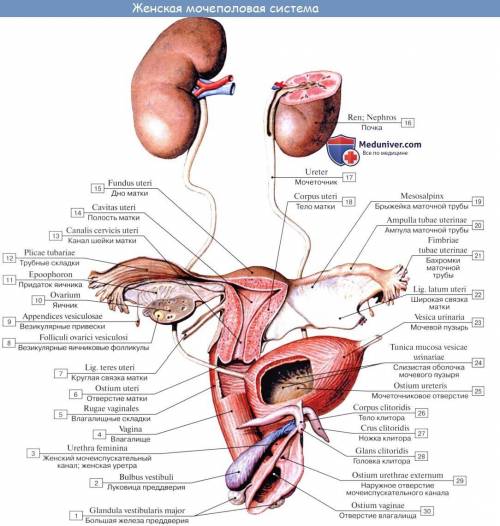 Почки, мочеточник,мочевой пузырь,мочеиспускательный канал?