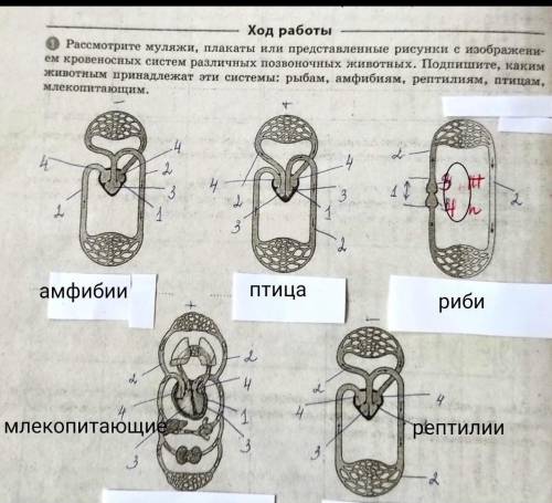 рассмотрите муляжи плакаты или представлены рисунки с изображениями кровеносных систем различных поз