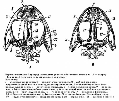 Отдел череп амфибий.