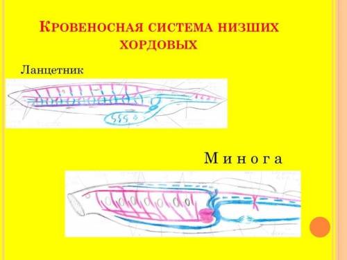 записать эволюцию жидкости передвигающейся по сосудам, по больше если можно , кр , только , заранее