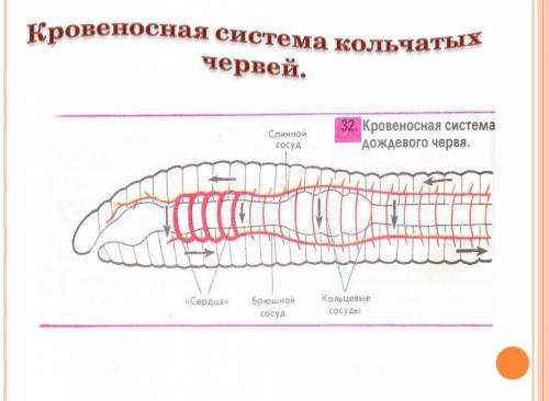 записать эволюцию жидкости передвигающейся по сосудам, по больше если можно , кр , только , заранее