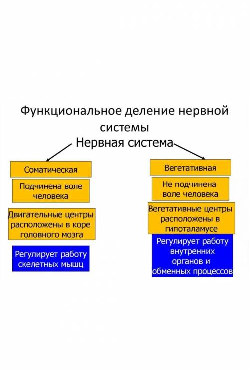 , осталось 15 минут5. Допишите схему нервная система соматическая