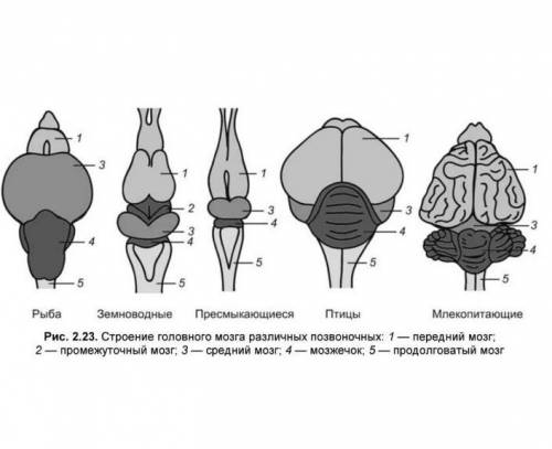 Строение головного мозга позвоночных животных