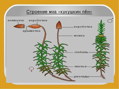 Від деревннини зозуленого льону відділіть два екземпляри різної будови. Визначте жіночу та чоловічу