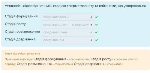 Установіть відповідність між стадією сперматогенезу та клітинами, що утворюються. А)Стадія росту 1)