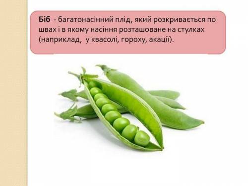 7. Опишіть плід на малюнку (за кількістю насіння та характеристикою ОПЛОДНЯ)