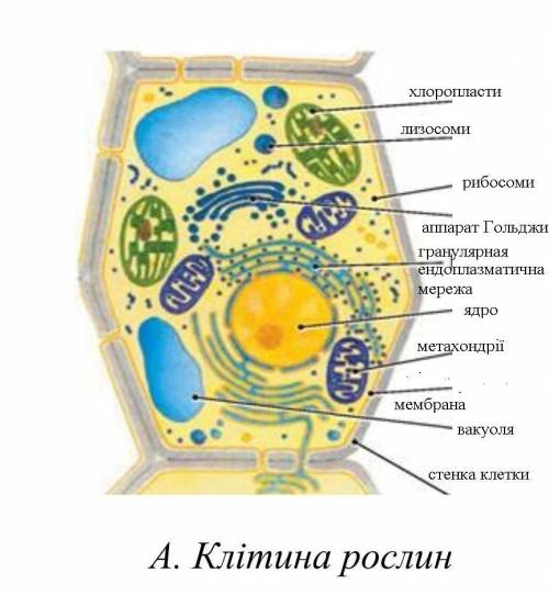 . Замалюйте будову рослинної клітини. Та позначте її органели.